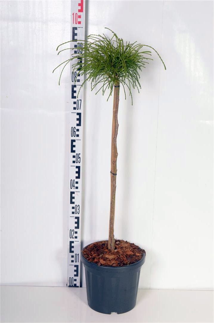 Thuja pl. &