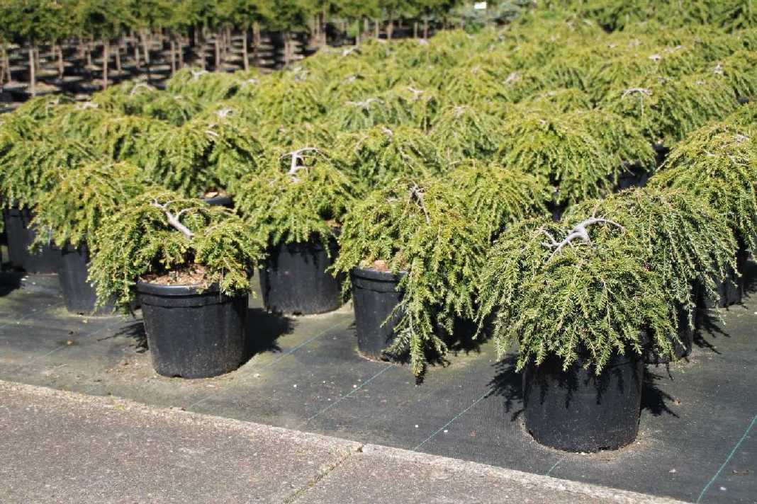 Hemlock can. &