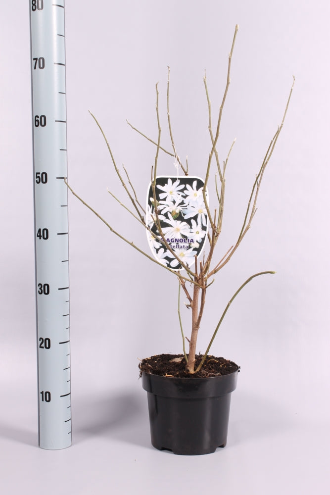 Magnolia stellata - C3/P19 50-60 CM