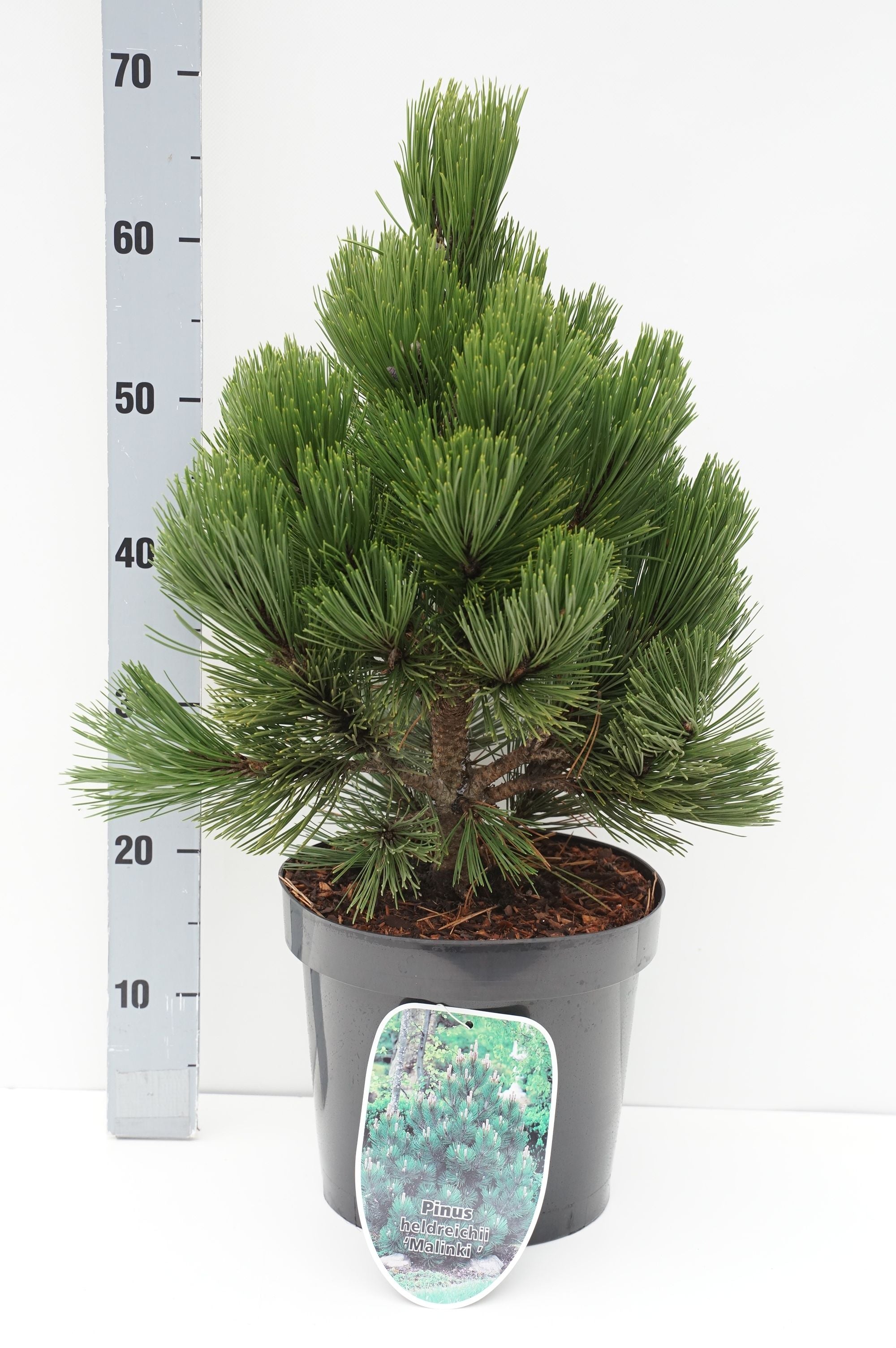 Tall heldreichii &