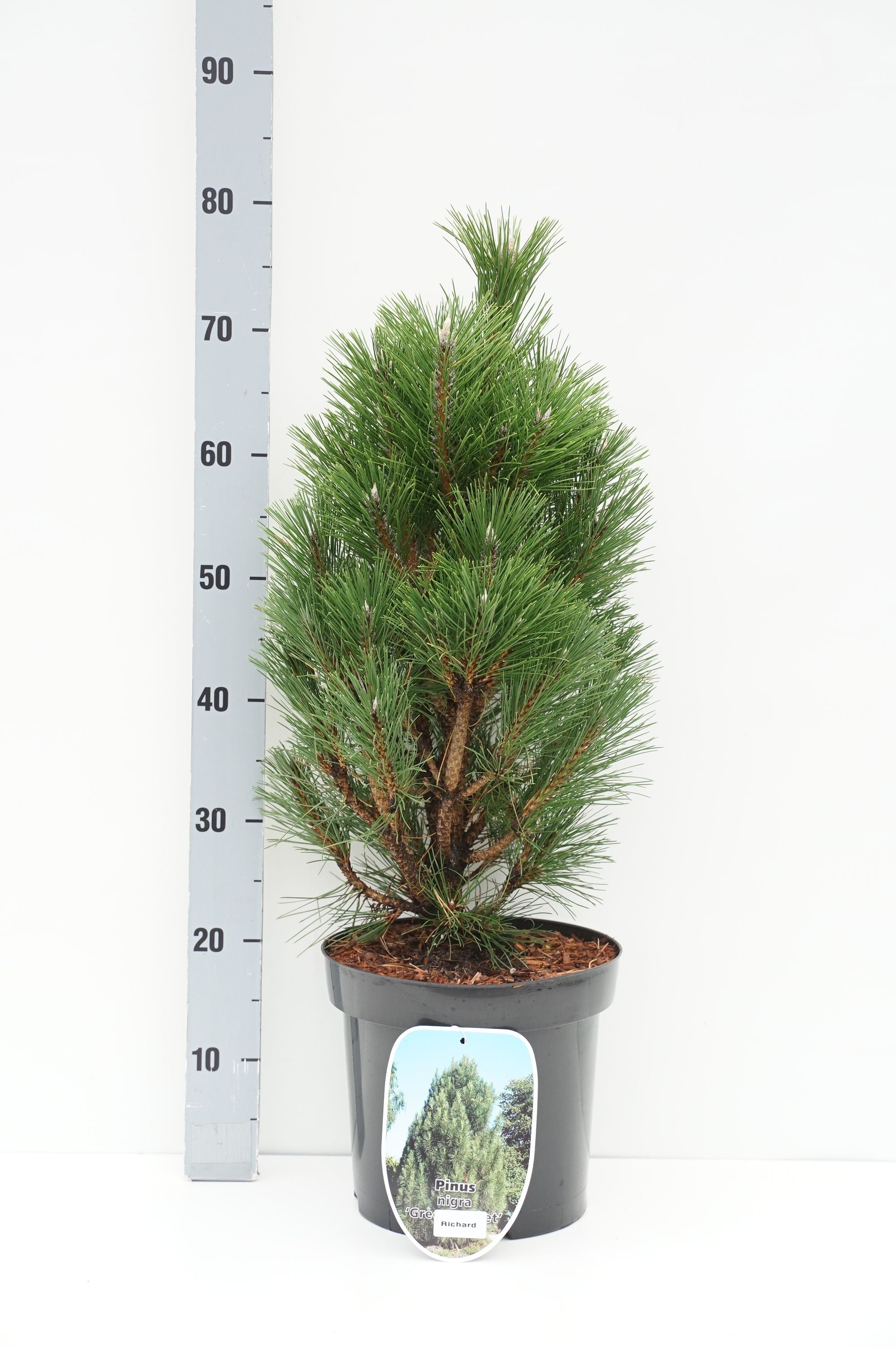 Tall nigra &