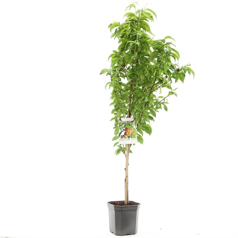 Prunus persica &