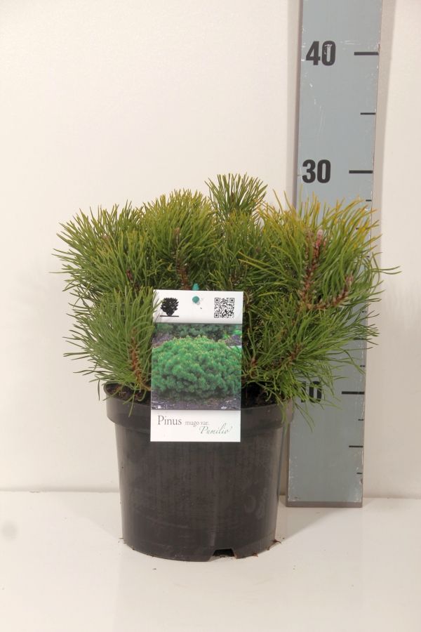 Tall mugo pumilio - C2/P17 15-20 CM