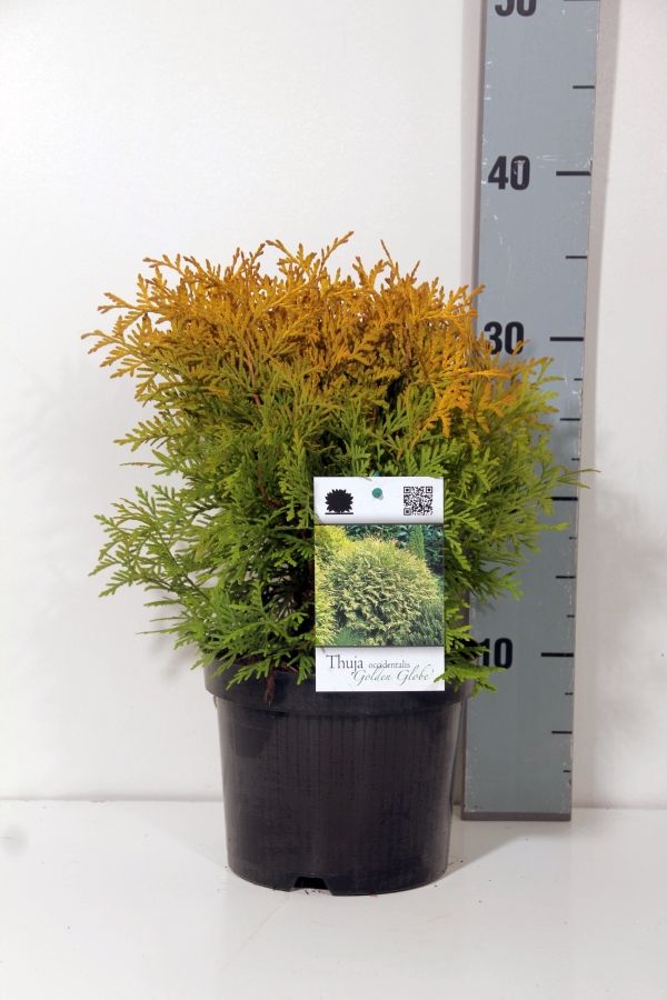 Thuja occ. &
