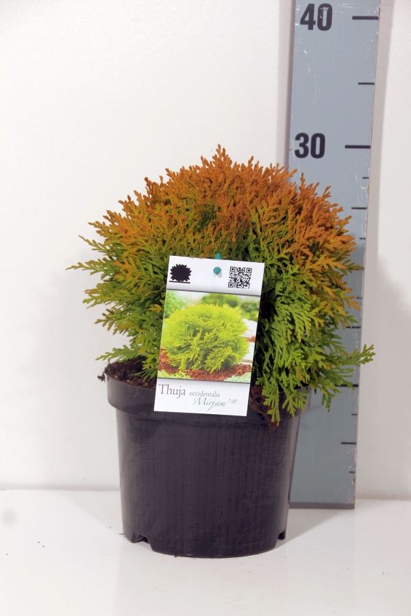 Thuja occ. &
