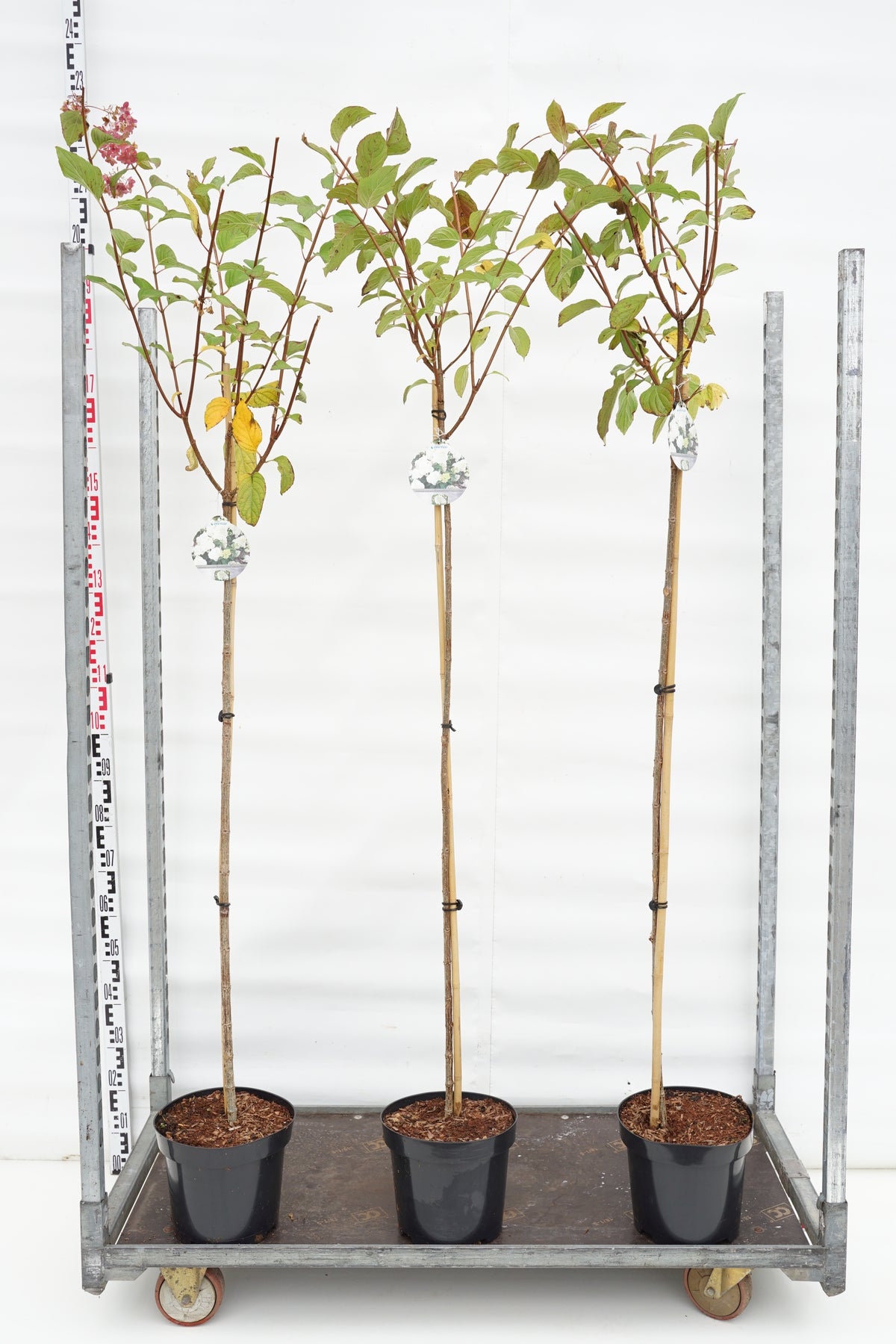 Vipphortensia Hydrangea pan. &