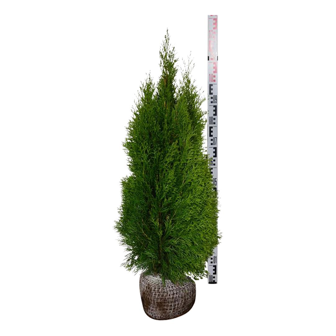 Thuja occ. &