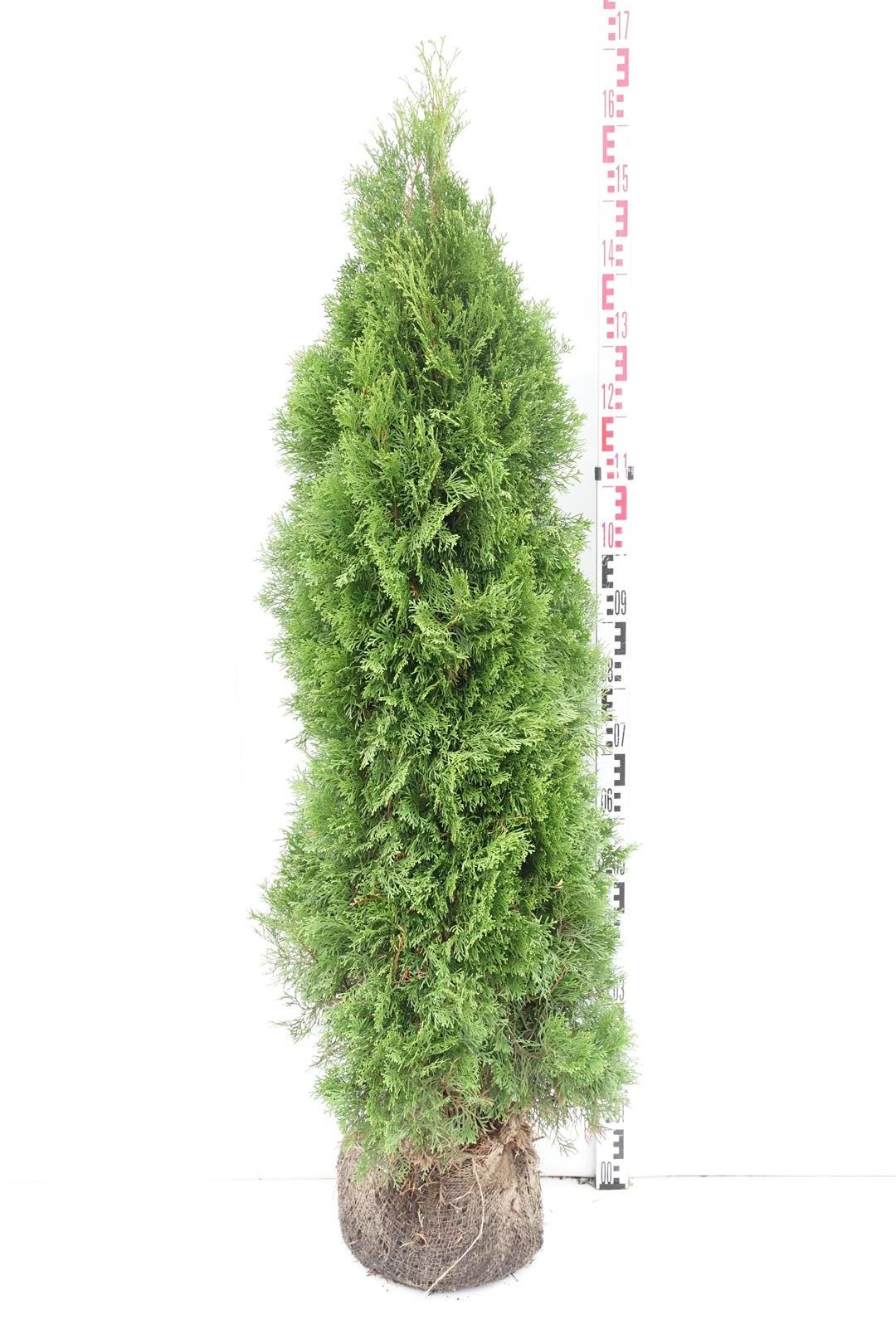 Thuja occ. &