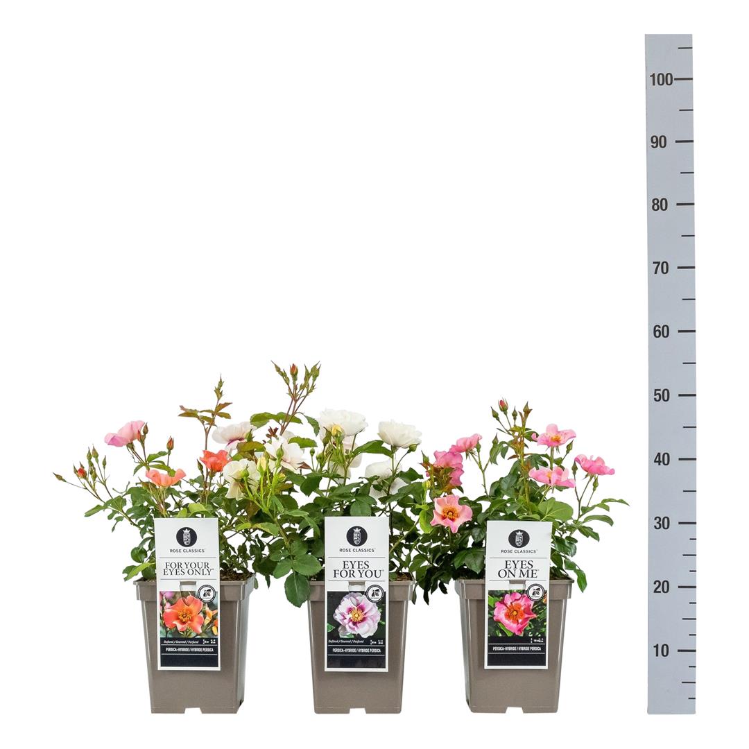 Buskros in cultivars - C5/P23