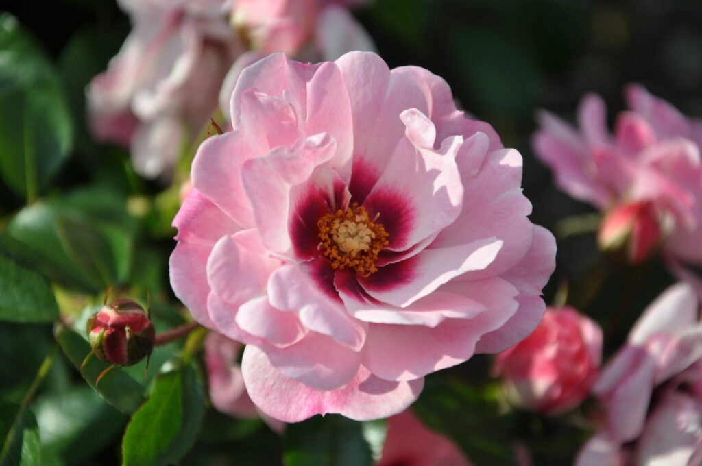 Rosa (P) &