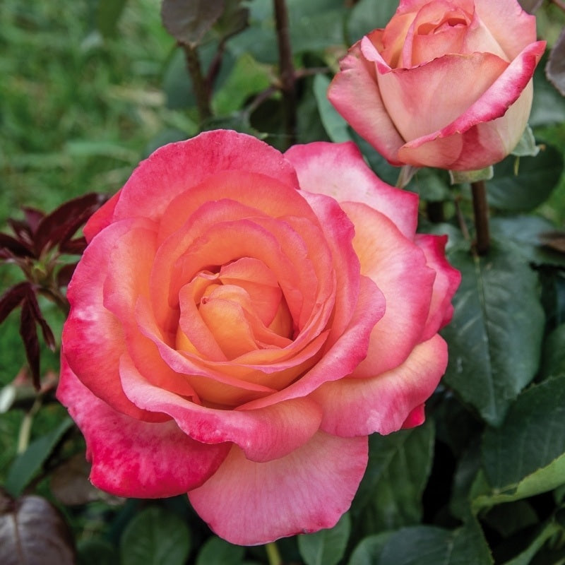Rosa &