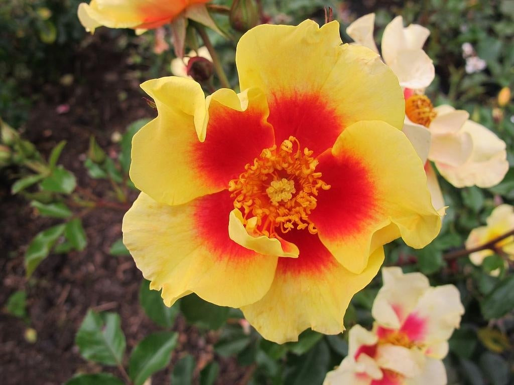 Rosa &
