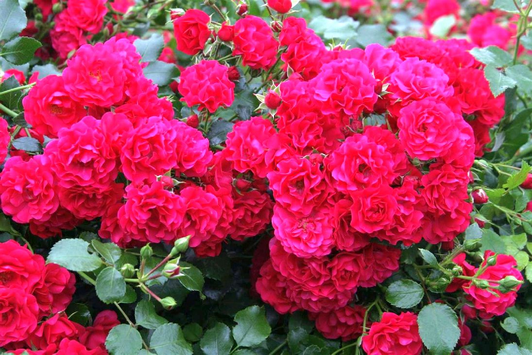 Rosa &