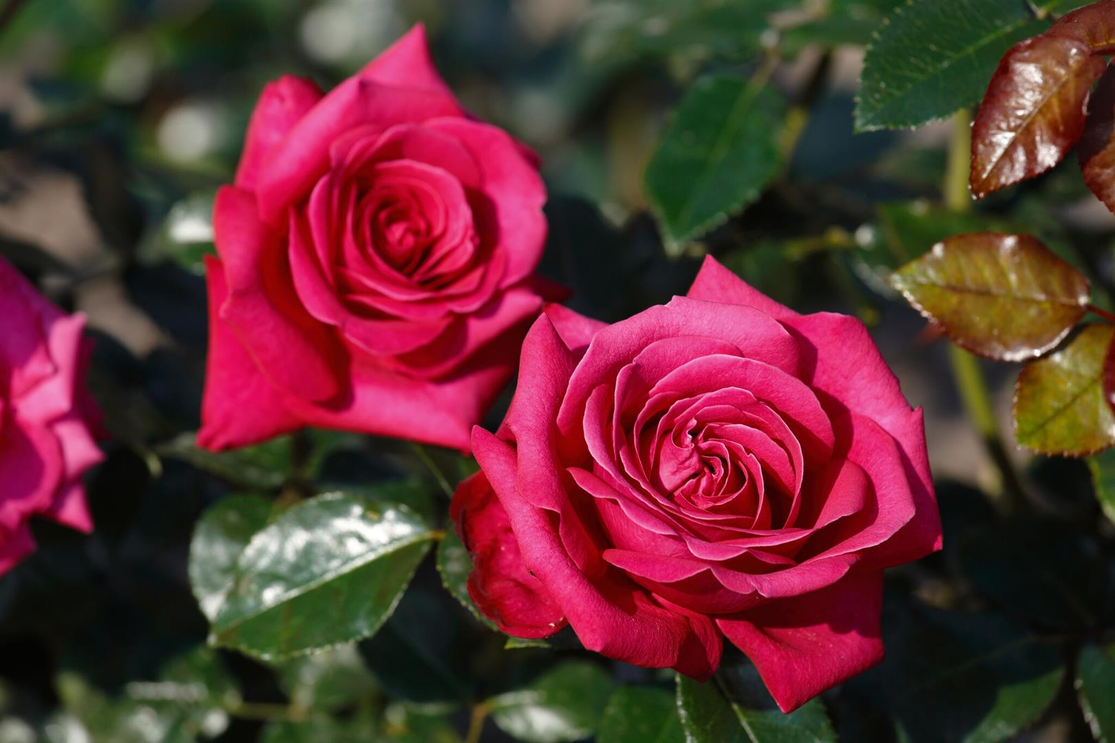 Rosa (T) &
