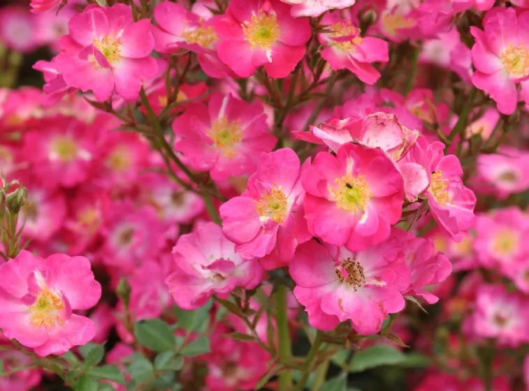 Rosa &