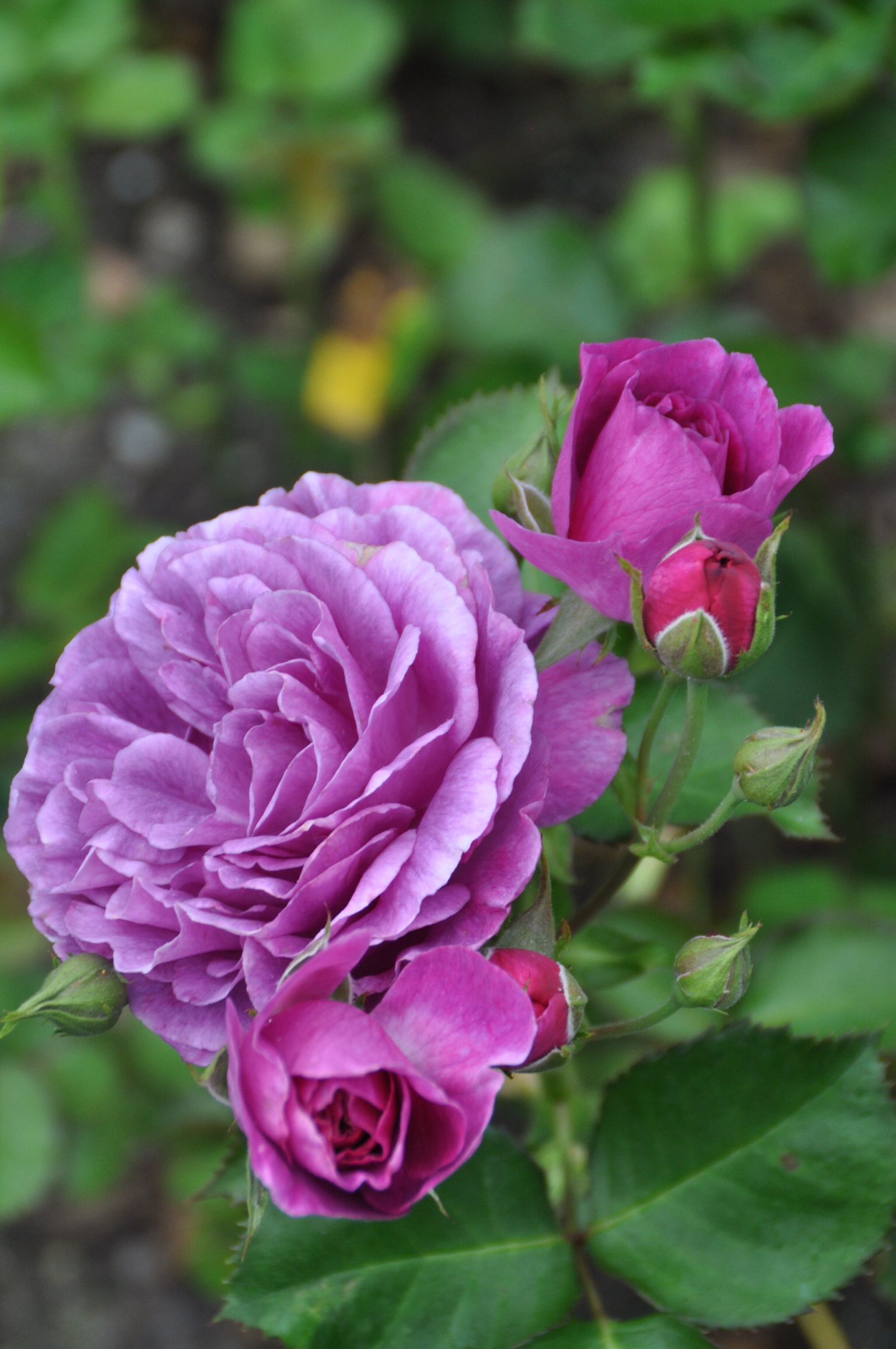 Rosa &