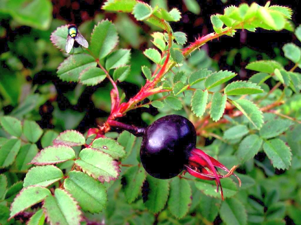 Rosa pimpinellifolia C5 (5 liters kruka)