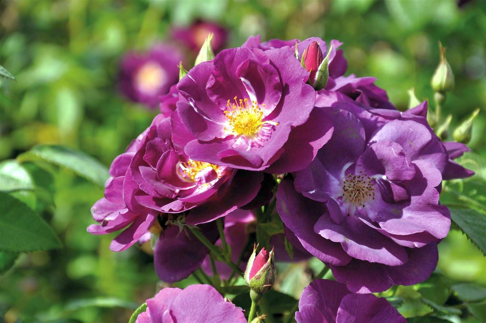 Buskros (P) Rhapsody in Blue - C3/P19