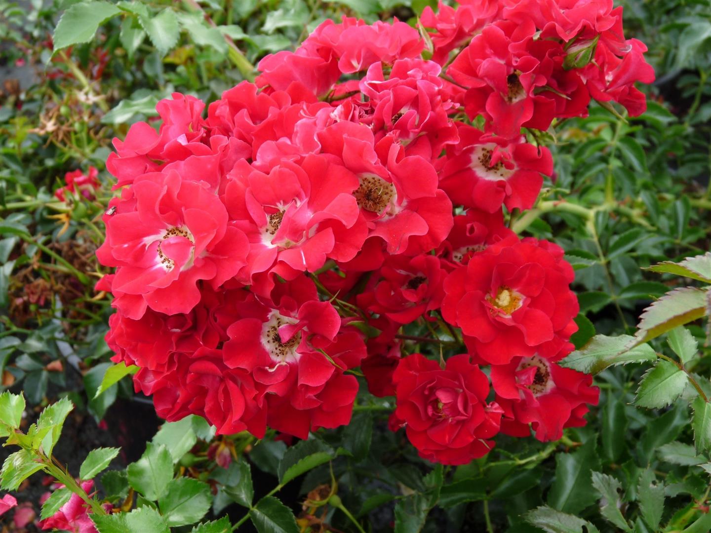Rosa (K) &