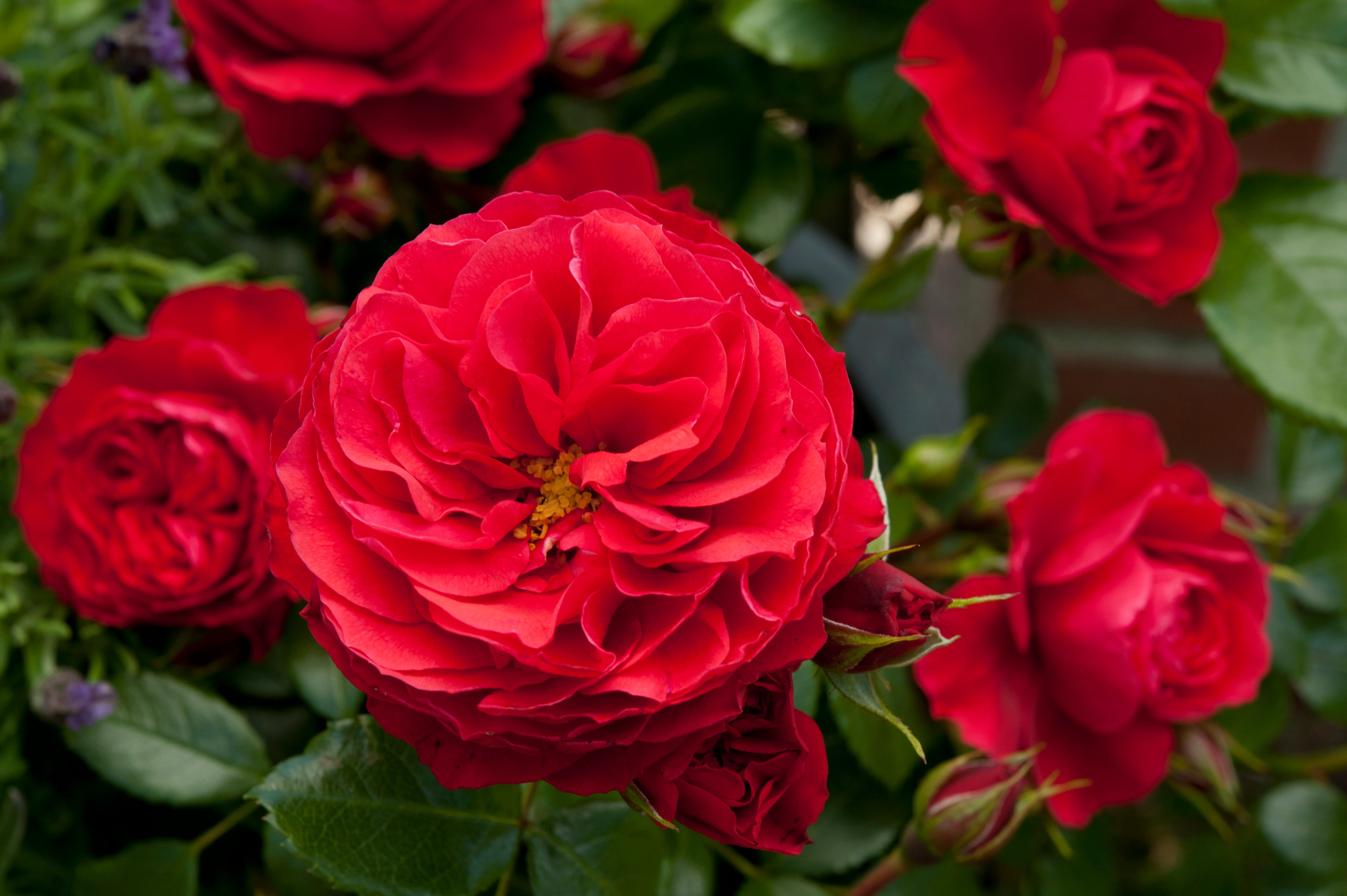 Rosa (K) &