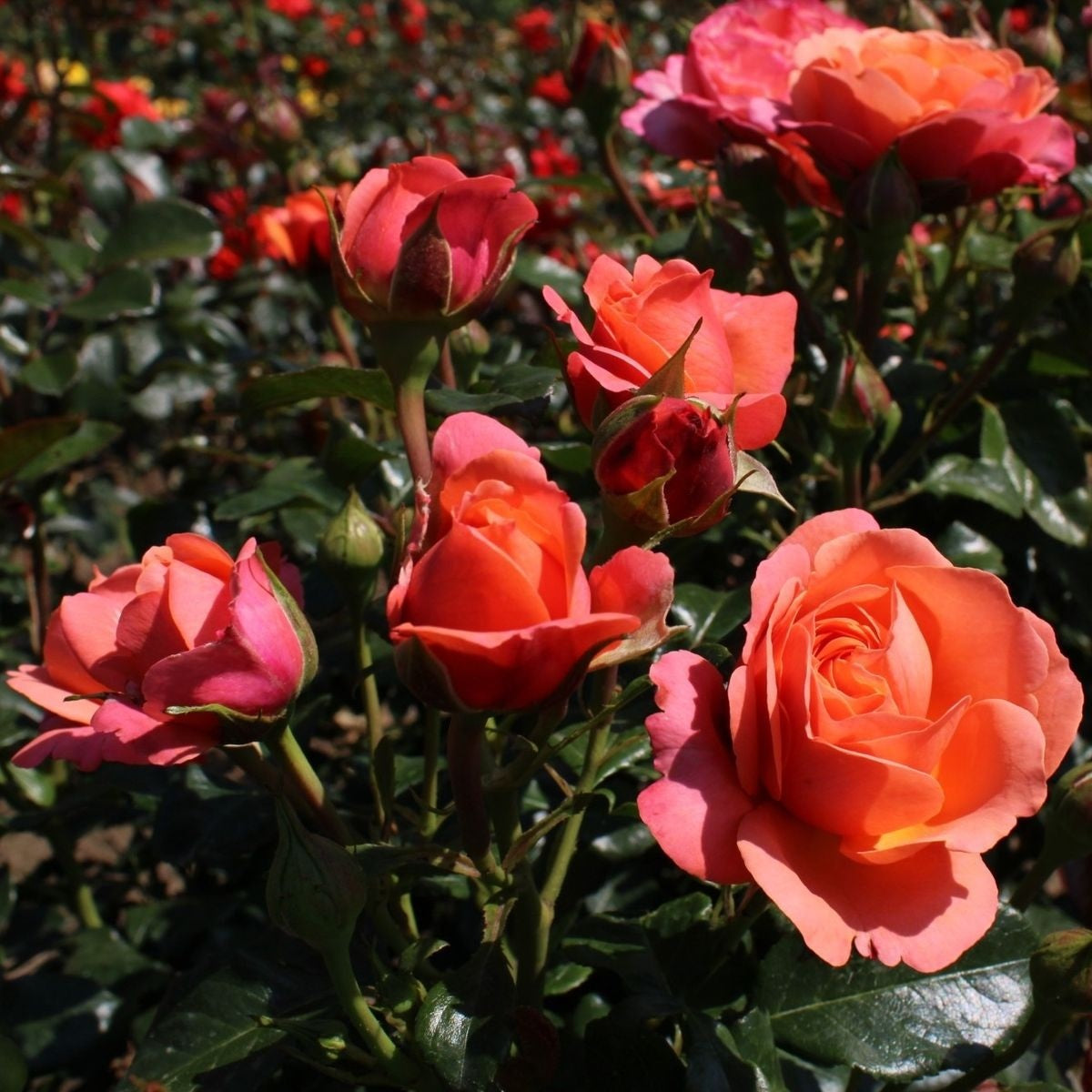 Rosa (F) Coral Lion&