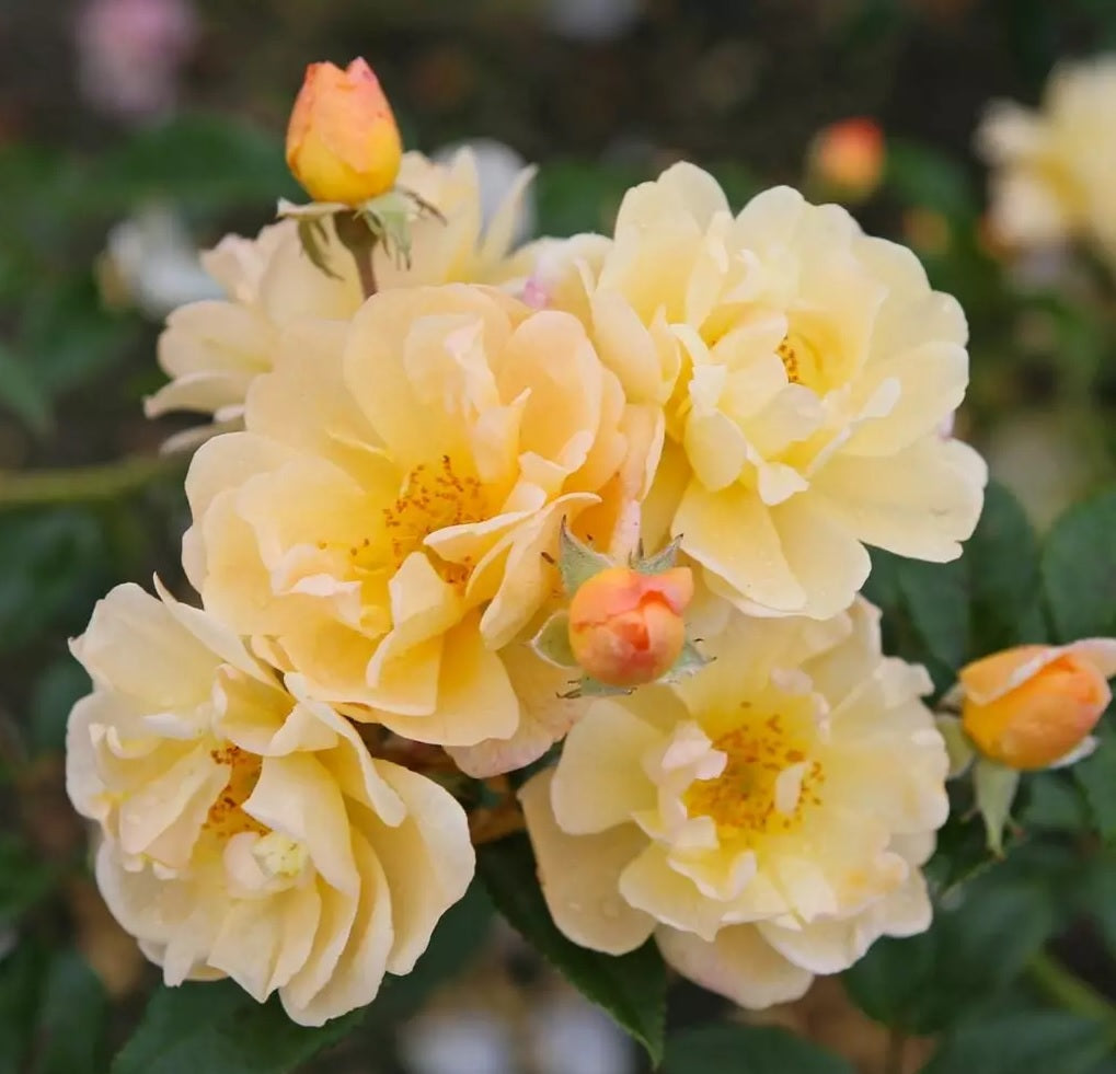 Rosa (K) &