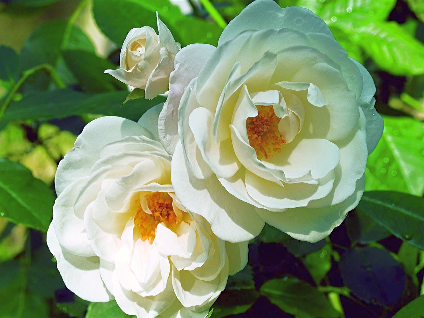 Rosa &