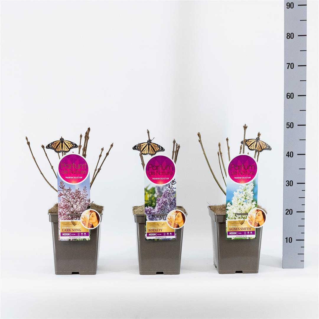 Syren mix Premium Medium - C5/P23 30-50 CM (PDN)