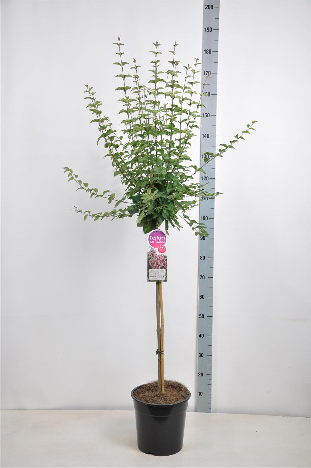 Syren microphylla &