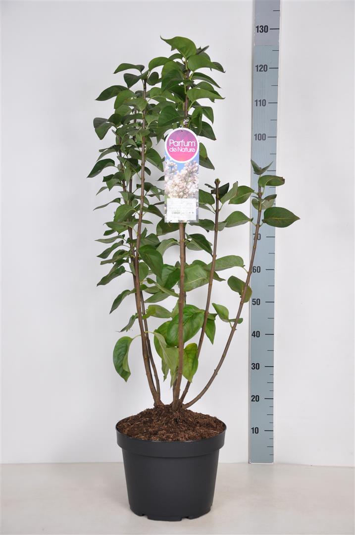 Syringa v. &