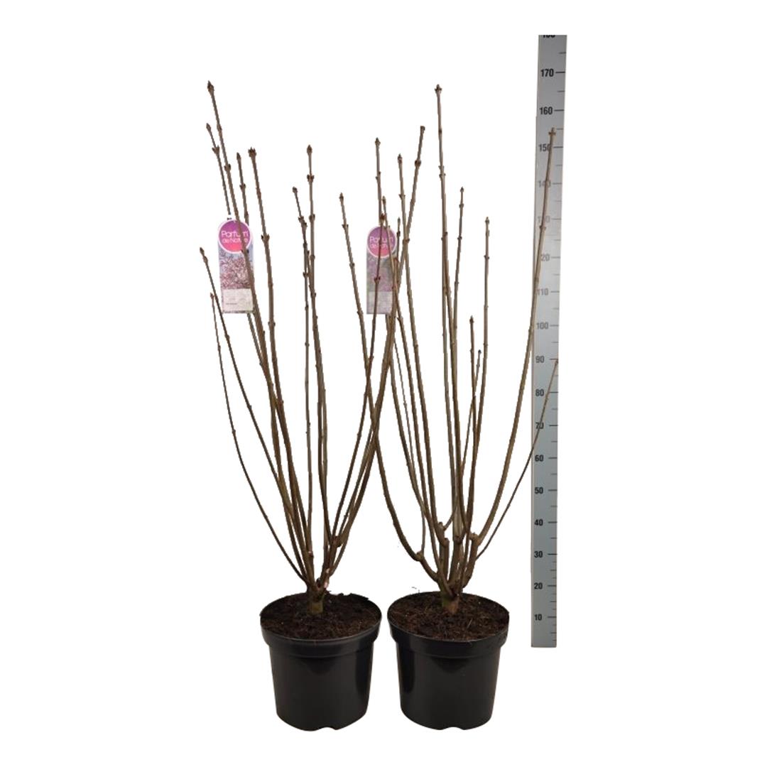 Syringa vilosae i sorter C15 (15 liters kruka) 70-80 cm