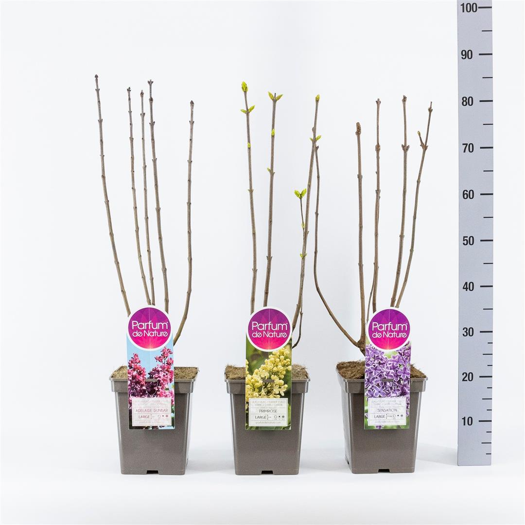 Syringa vulgaris i sorter C5 (5 liters kruka) 50-70 cm