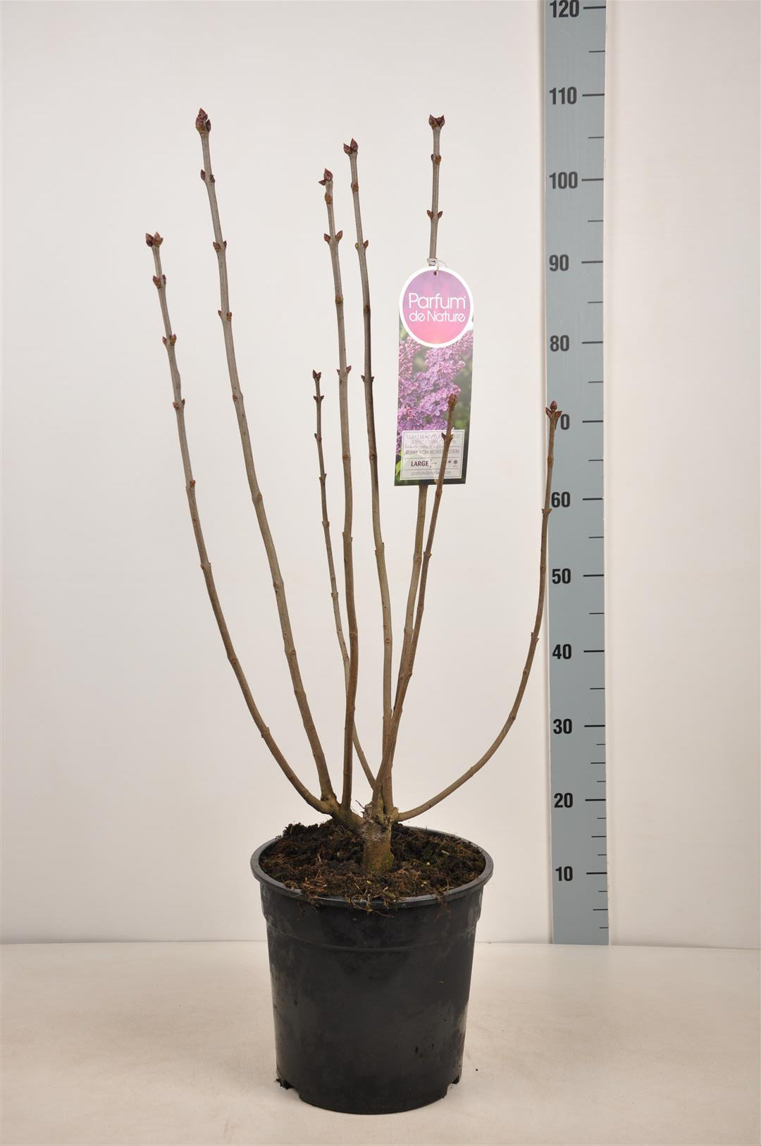 TW-2122912