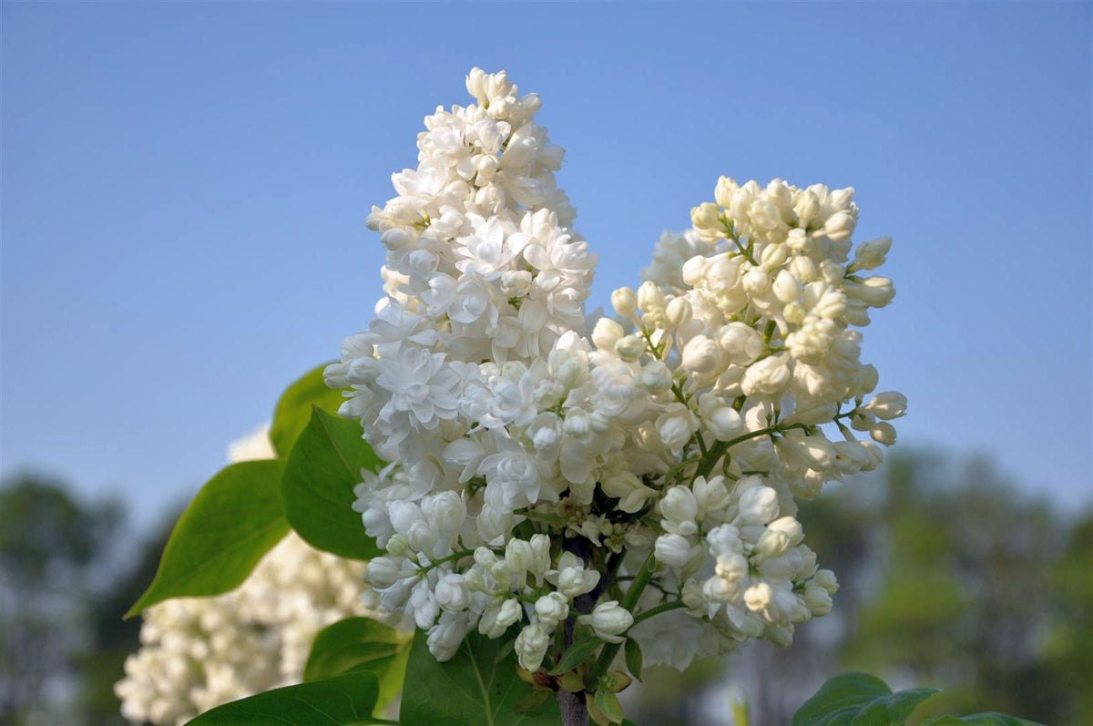 Syringa v. &