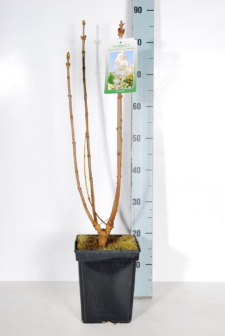 Syringa vulgaris &