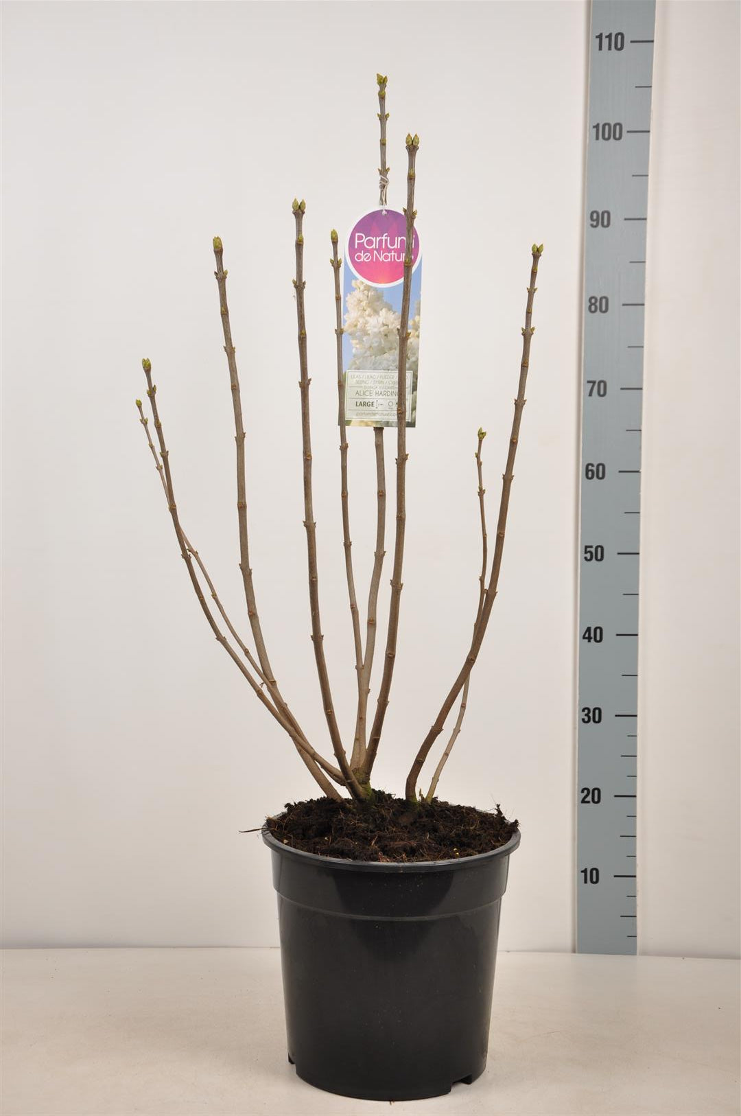 Syringa v. &