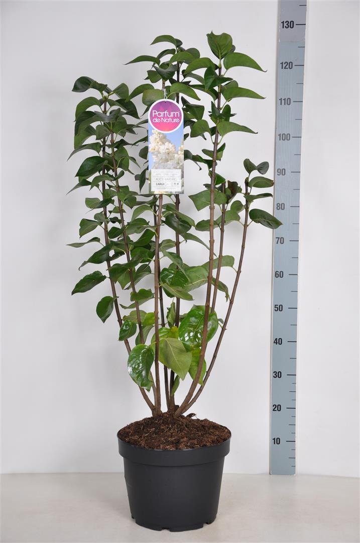 Syringa v. &