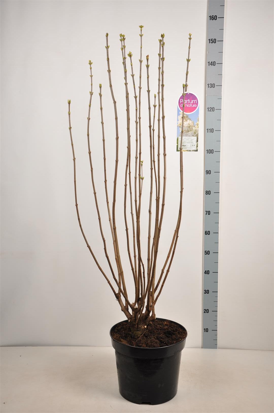 Syringa vulgaris &