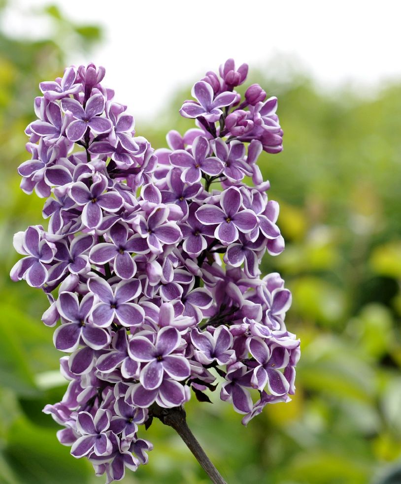 Syringa v. &