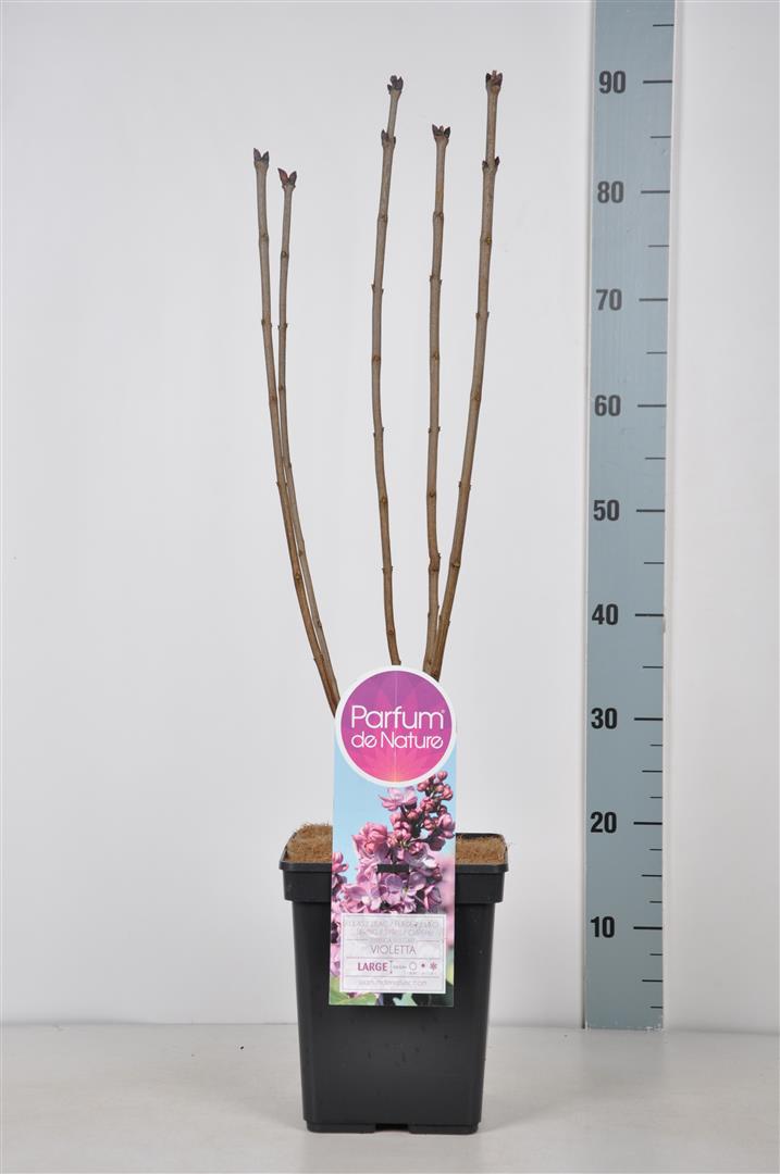 Syringa v. &