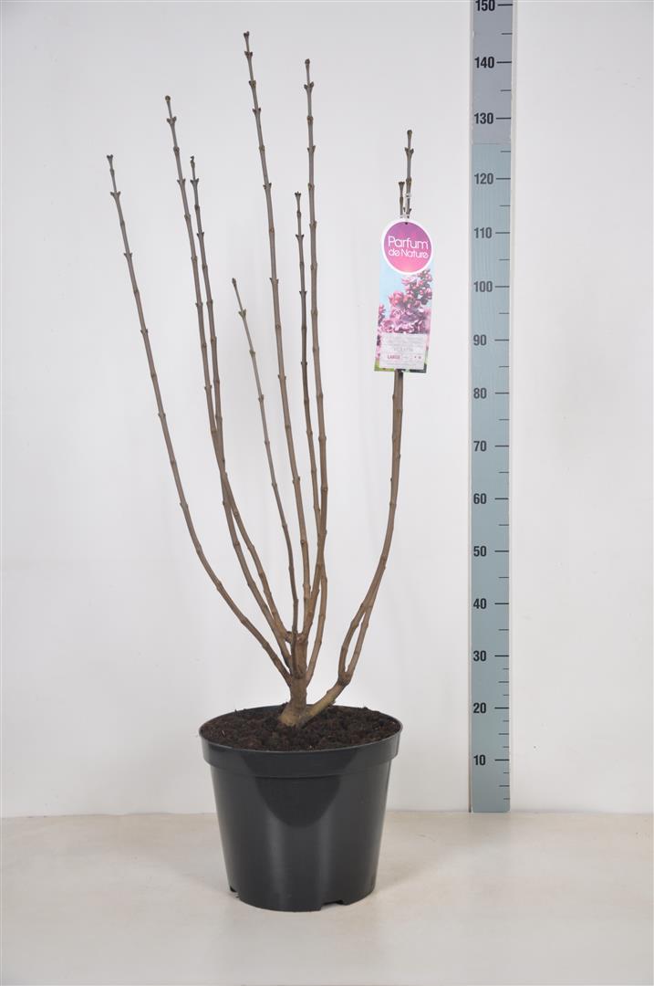 Syringa v. &