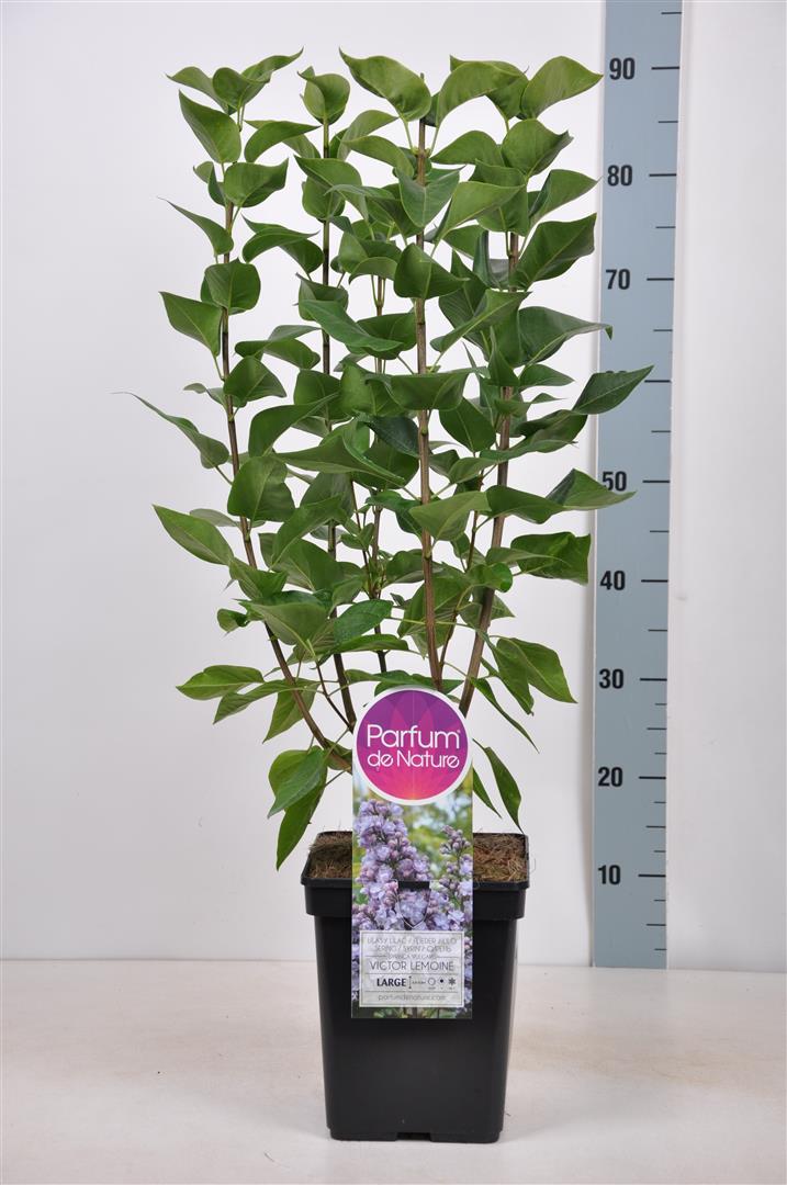 Syringa v. &