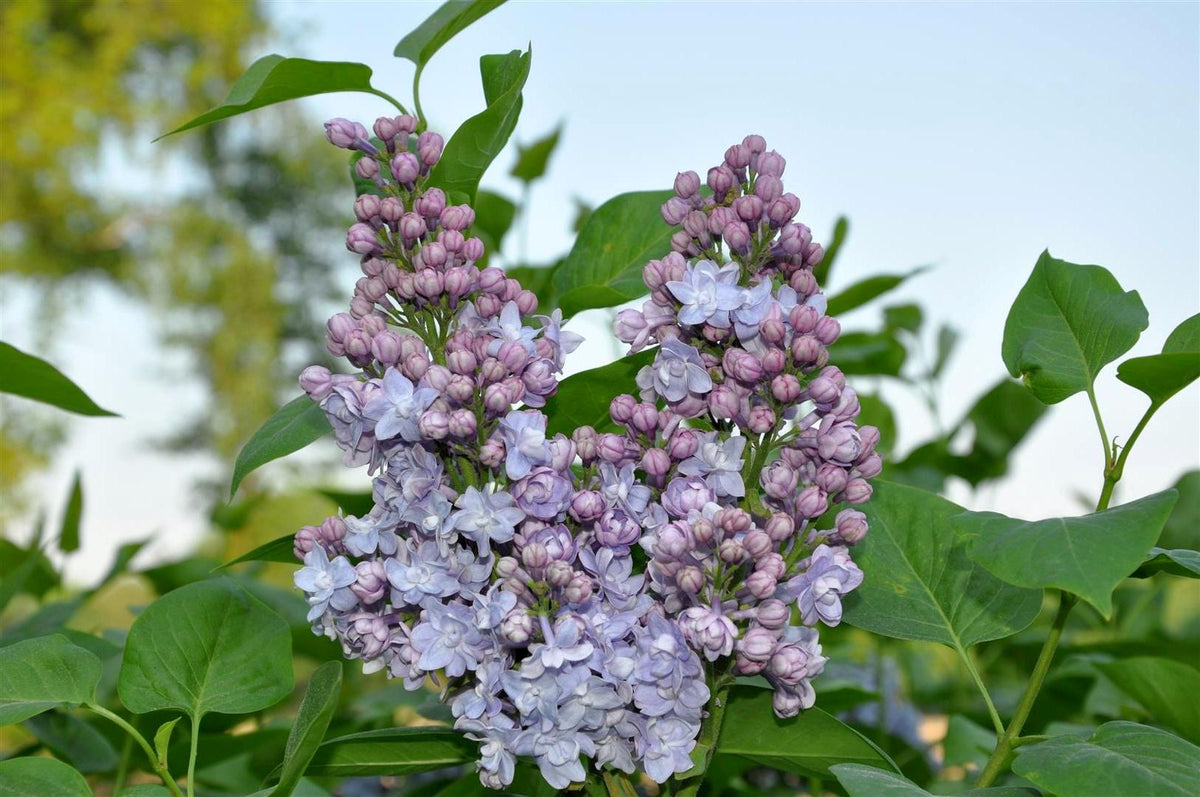 Syringa v. &