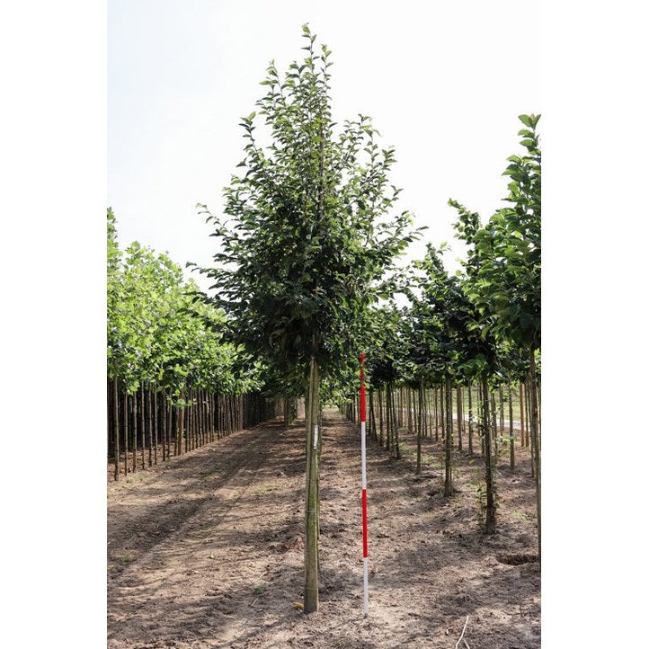 Humlebok - Ostrya carpinifolia - Stammens omkrets 18-20 cm, höjd 4 +/- meter, HS,