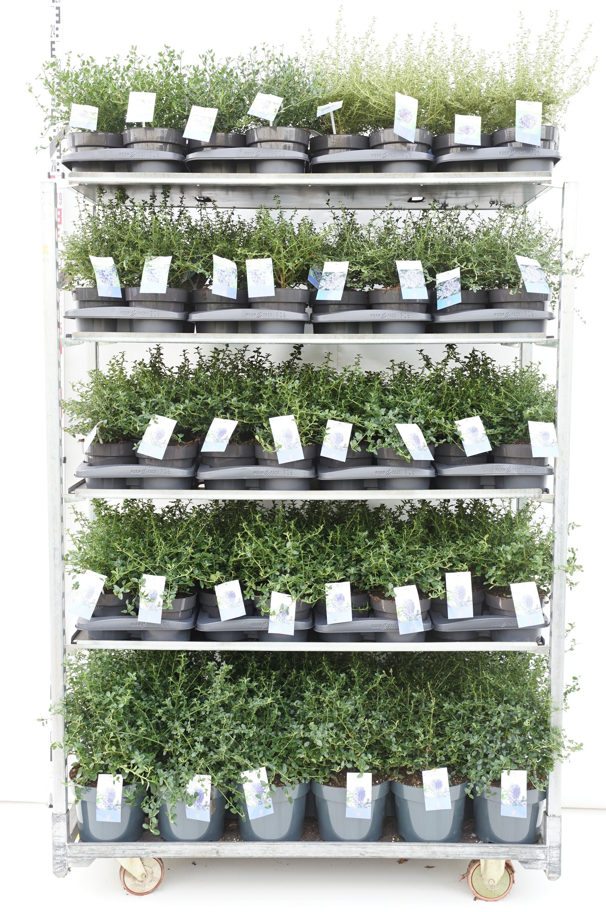Säckbuske in cultivars - MIX CC