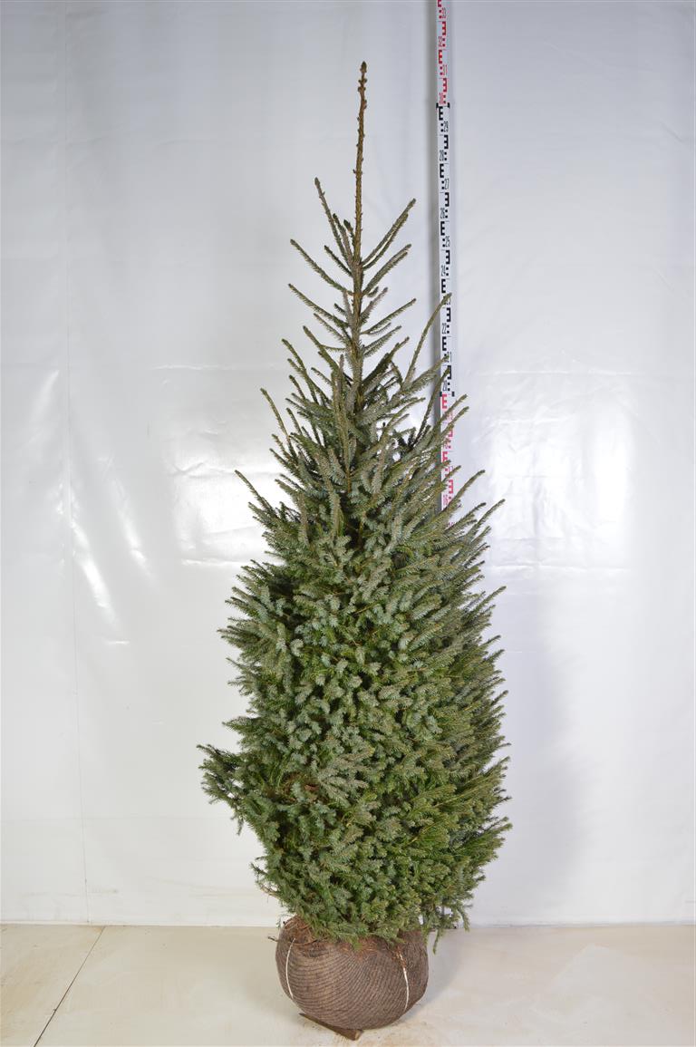 Gran omorika - 200-225 CM RB EXTRA TRNSPL