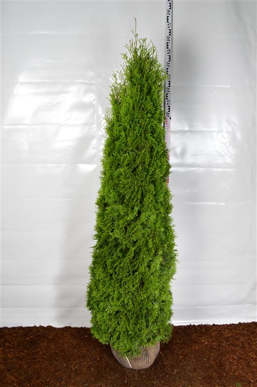 Thuja occidentalis &