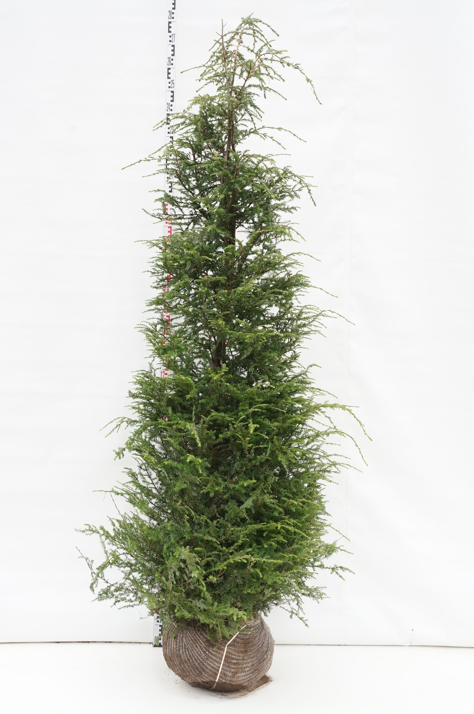 Hemlock canadensis - 200-225 CM RB EXTRA TRNSPL