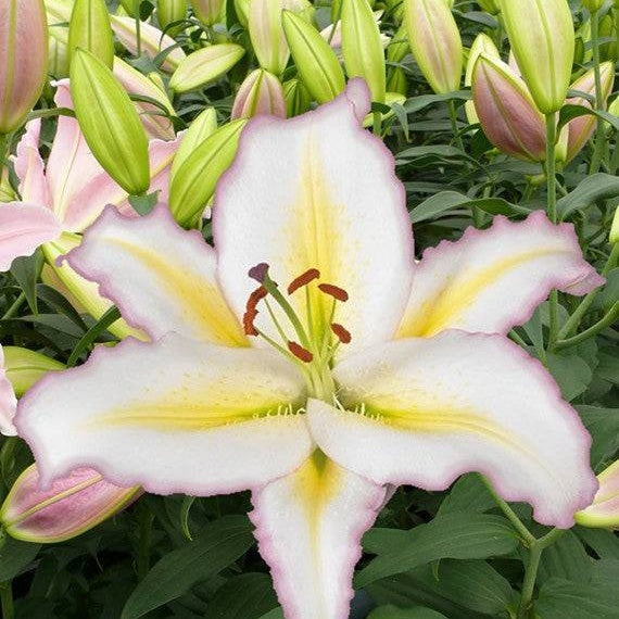 Lilja-Lilium Orienpet &