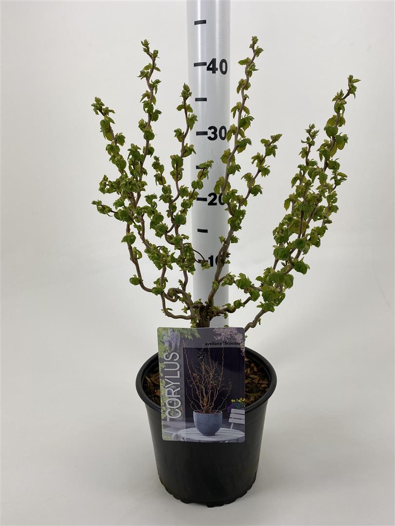 Corylus a. &